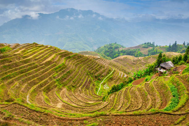 Scenic View towards Ping'An Longsheng Rice Terrace Longji China