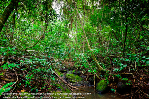 Inside the Rainforest,Costa Rica