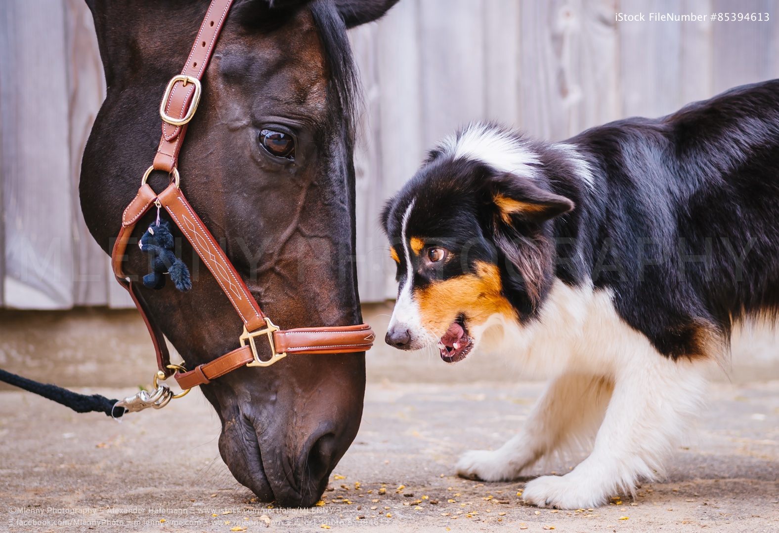 Eye to Eye - Horse and Dog