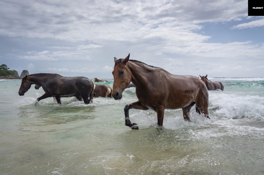 The Sea Horses - Sandalwood Ponies of Sumba Island Indonesia